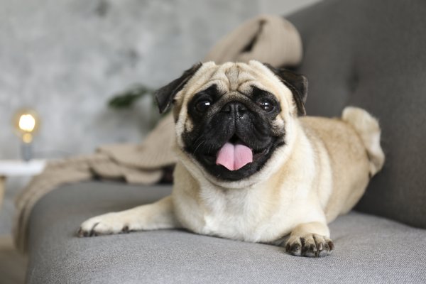 Happy pug dog